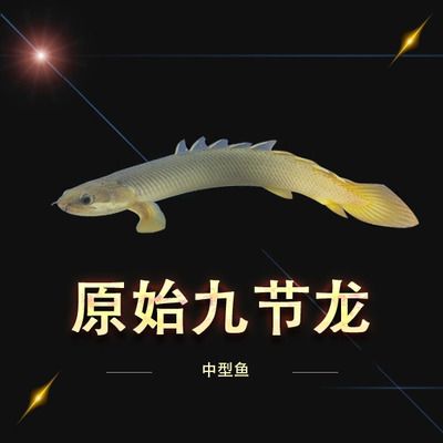 大型淡水魚觀賞魚（大型淡水觀賞魚的種類及其特點） 三色錦鯉魚 第1張