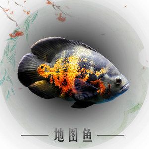 大型淡水魚觀賞魚（大型淡水觀賞魚的種類及其特點） 三色錦鯉魚 第4張