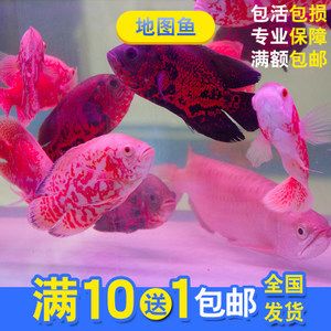 大型淡水魚觀賞魚（大型淡水觀賞魚的種類及其特點） 三色錦鯉魚 第3張