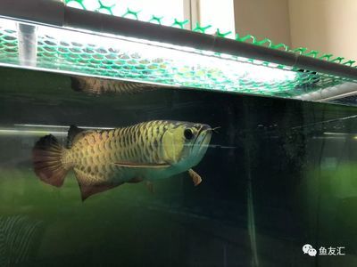 高背和b過(guò)背的區(qū)別（如何區(qū)別高背與b過(guò)金龍魚(yú)） 全國(guó)水族館企業(yè)名錄 第1張