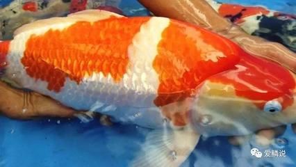 紅錦鯉魚多少錢一條（紅錦鯉魚價格可以根據其品種、體型、色彩、市場需求等因素影響）