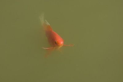 紅錦鯉魚多少錢一條（紅錦鯉魚價格可以根據其品種、體型、色彩、市場需求等因素影響）