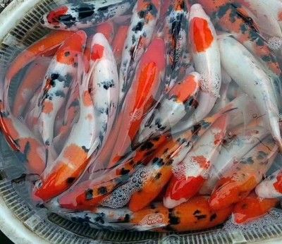 觀賞錦鯉魚價(jià)格（觀賞魚市場(chǎng)的價(jià)格信息：錦鯉魚的養(yǎng)殖技巧和注意事項(xiàng)）