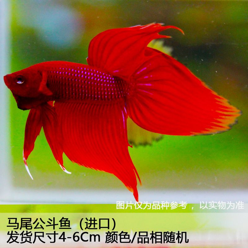 觀賞魚都有什么品種的（觀賞魚的養(yǎng)殖觀賞魚的品種有哪些，觀賞魚的養(yǎng)殖技巧） 造景/裝飾 第1張