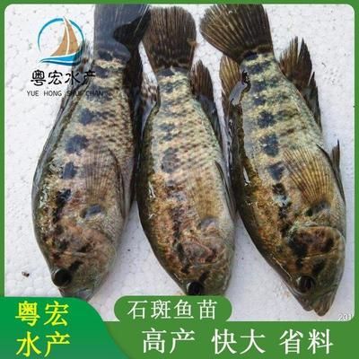 觀賞魚(yú)的銷售方法（觀賞魚(yú)的銷售技巧）