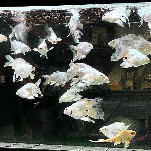 蝴蝶鯉魚缸背景紙什么顏色好（如何選擇適合的水族箱背景紙） 紅勾銀版魚 第2張