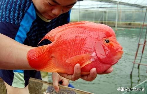 冬天適合養(yǎng)什么魚（適合冬天養(yǎng)的魚） 三色錦鯉魚 第4張