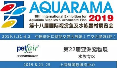 國際觀賞魚及水族器材展覽會（2017中國國際觀賞魚及水族器材展覽會） 一眉道人魚 第3張