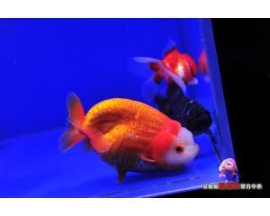 觀賞魚交易網平臺（觀賞魚交易平臺的發(fā)展） 海水魚 第3張