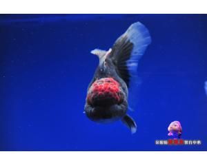 觀賞魚交易網平臺（觀賞魚交易平臺的發(fā)展） 海水魚 第1張