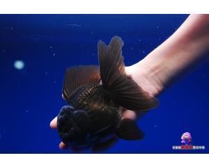 觀賞魚交易網平臺（觀賞魚交易平臺的發(fā)展） 海水魚 第4張