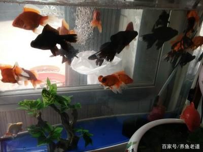 觀賞魚燈魚（觀賞魚燈魚價(jià)格） 黃金斑馬魚 第2張