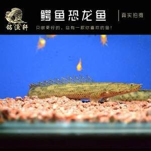 鱷魚恐龍王魚（關(guān)于鱷魚恐龍王魚的一些信息） ?；?異型虎魚/純色虎魚 第4張