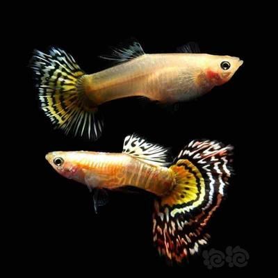 花老虎孔雀魚(yú)（養(yǎng)殖花老虎孔雀魚(yú)需要注意以下幾點(diǎn)）