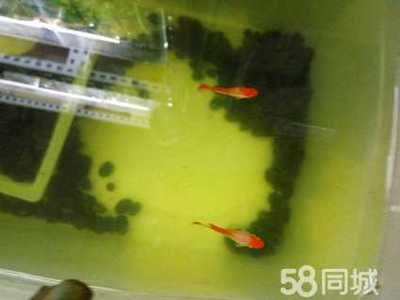 觀賞魚哪種貴（觀賞魚的價格波動） 飛鳳魚苗 第3張