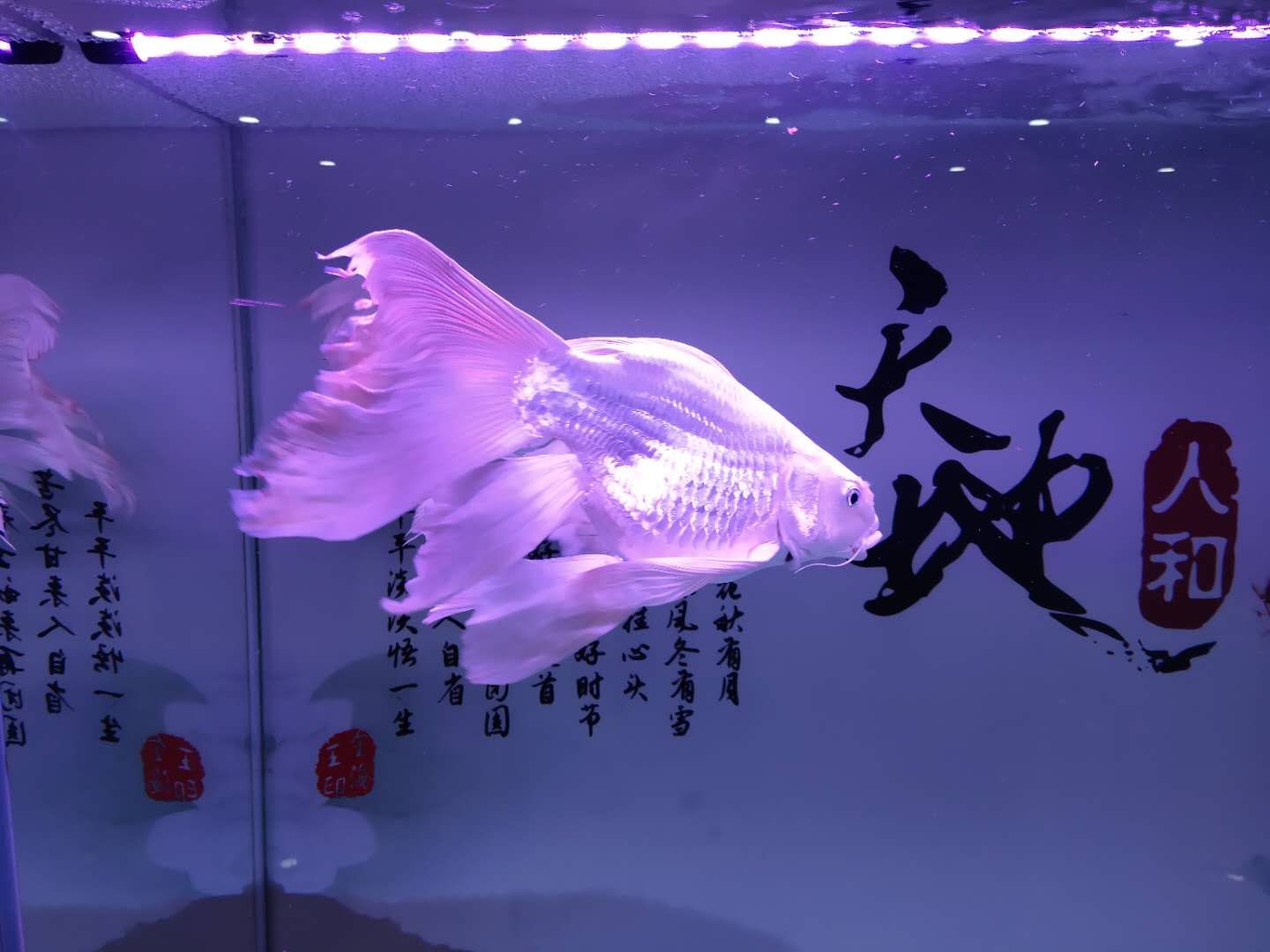 觀賞魚平平的飼養(yǎng)方法是什么（如何自制觀賞魚飼料） 一方水族 第3張