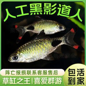 愛群游的觀賞魚好養(yǎng)嗎視頻（新手養(yǎng)觀賞魚需要滿足兩個必要條件） 照明器材 第3張