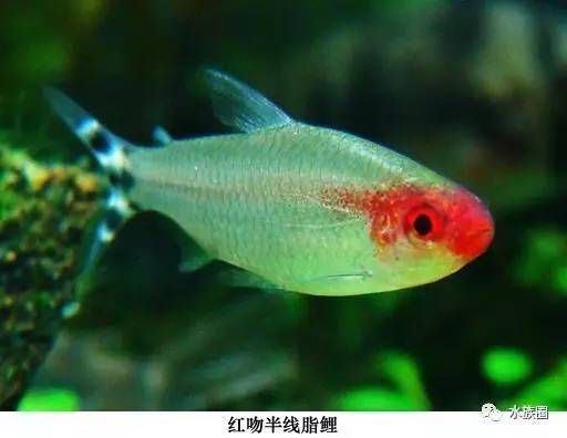 愛群游的觀賞魚好養(yǎng)嗎視頻（新手養(yǎng)觀賞魚需要滿足兩個必要條件） 照明器材 第1張