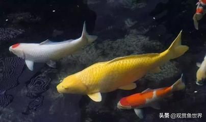 成群的觀賞魚叫什么（成群游動(dòng)的觀賞魚） 印尼虎苗 第1張