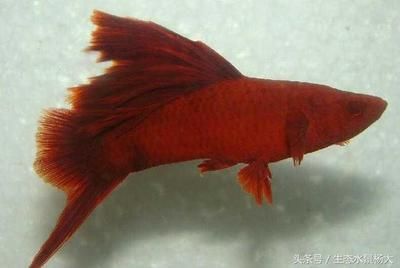 成群的觀賞魚叫什么（成群游動(dòng)的觀賞魚） 印尼虎苗 第2張