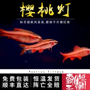 觀賞魚斜著游是什么原因（觀賞魚為什么會(huì)斜著游） 申古銀版魚 第3張