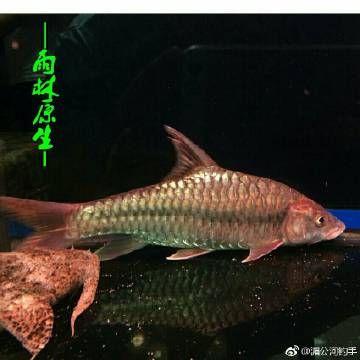 紅吉羅魚養(yǎng)殖（紅吉羅魚的養(yǎng)殖技術(shù)） 名貴錦鯉魚 第3張