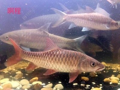 紅吉羅魚養(yǎng)殖（紅吉羅魚的養(yǎng)殖技術(shù)） 名貴錦鯉魚 第1張