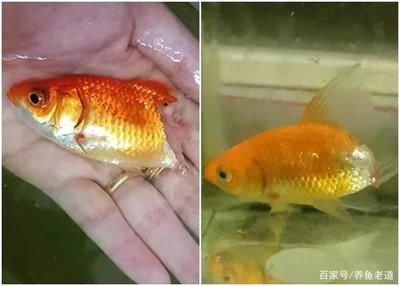 剛買回的觀賞魚(yú)容易死（剛買回來(lái)的觀賞魚(yú)容易死亡） 國(guó)產(chǎn)元寶鳳凰魚(yú) 第1張