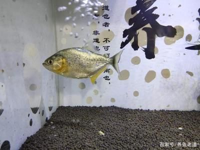 剛買回的觀賞魚(yú)容易死（剛買回來(lái)的觀賞魚(yú)容易死亡） 國(guó)產(chǎn)元寶鳳凰魚(yú) 第3張