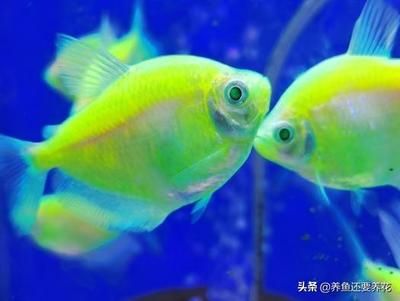 觀賞魚養(yǎng)殖公司口號(hào)（觀賞魚養(yǎng)殖公司口號(hào)是一句話或一組詞語(yǔ)或一組詞語(yǔ)） 黃金夢(mèng)幻雷龍魚 第4張