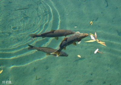 放魚養(yǎng)水的原理從增加水體溶解氧的角度（放魚養(yǎng)水的原理）