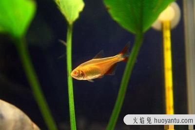 比較兇猛的小型觀賞魚(yú)有什么（哪些小型觀賞魚(yú)比較兇猛？） 廣州水族批發(fā)市場(chǎng) 第3張