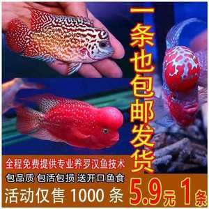 海南淡水觀賞魚有哪些品牌好（海南淡水觀賞魚與熱帶魚的區(qū)別） 粗線銀版魚 第4張