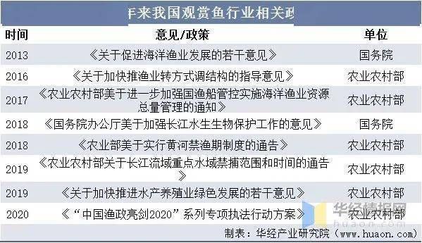 觀賞魚(yú)行業(yè)如何年賺百萬(wàn)的（治觀賞魚(yú)行業(yè)的盈利模式） 白子銀龍苗（黃化銀龍苗） 第4張