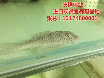 海水觀賞魚養(yǎng)殖 家庭（家庭養(yǎng)殖海水觀賞魚的養(yǎng)殖技術(shù)需要注意的事項(xiàng)和應(yīng)用） 哥倫比亞巨暴魚苗 第4張