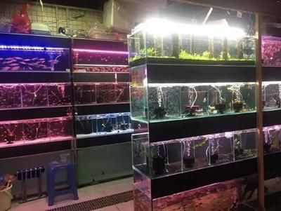 觀賞魚店鋪簡介（張店區(qū)天順祥觀賞魚店鋪簡介：觀賞魚店鋪簡介） 帝王三間魚 第2張