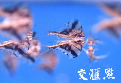 飛鳳魚(yú)和錦鯉混養(yǎng)會(huì)怎樣（飛鳳魚(yú)和錦鯉可以混養(yǎng)嗎？） 杰西卡恐龍魚(yú) 第4張