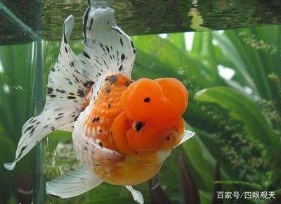 皇冠珍珠金魚飼養(yǎng)方法（皇冠珍珠金魚的飼養(yǎng)方法）