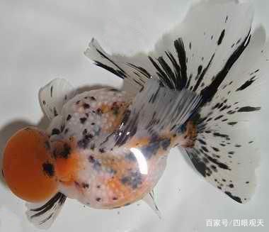 皇冠珍珠金魚飼養(yǎng)方法（皇冠珍珠金魚的飼養(yǎng)方法）