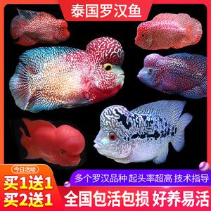 觀賞魚(yú)羅漢魚(yú)苗多少錢(qián)一條（羅漢魚(yú)的價(jià)格因品種、年齡、健康狀況等多種因素而有所不同） 泰國(guó)雪鯽魚(yú) 第1張