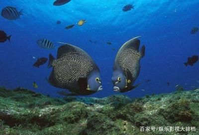 海南海水觀賞魚繁殖技術（關于海水觀賞魚的繁殖技術的幾個關鍵問題） 稀有金龍魚 第3張