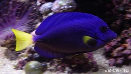 海南海水觀賞魚繁殖技術（關于海水觀賞魚的繁殖技術的幾個關鍵問題） 稀有金龍魚 第1張