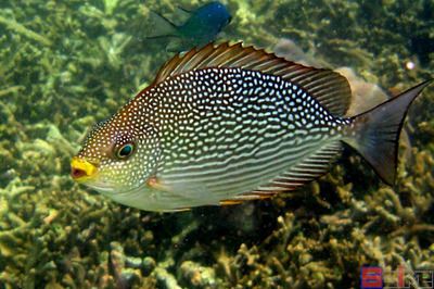 海南海水觀賞魚繁殖技術（關于海水觀賞魚的繁殖技術的幾個關鍵問題） 稀有金龍魚 第4張