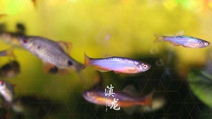 高端觀賞魚(yú)燈科魚(yú)（燈科魚(yú)的養(yǎng)殖方法） 殺菌消毒設(shè)備 第3張