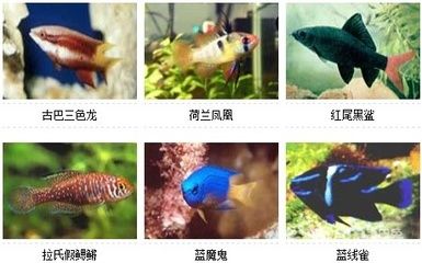 比較有趣的觀賞魚名字（哪些觀賞魚的名字比較有趣？） 白子關(guān)刀魚苗 第3張