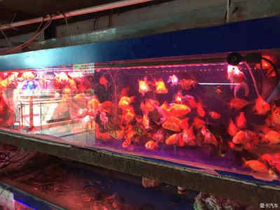 海珠區(qū)買觀賞魚市場（廣州市海珠區(qū)觀賞魚市場）