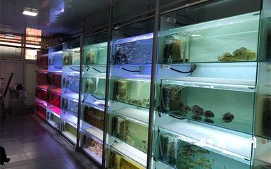 海珠區(qū)買觀賞魚市場（廣州市海珠區(qū)觀賞魚市場）