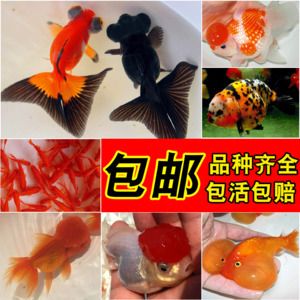 好養(yǎng)觀賞魚種類冷水魚（什么是冷水魚）