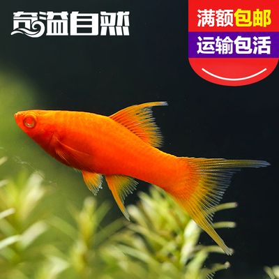 好養(yǎng)觀賞魚種類冷水魚（什么是冷水魚）