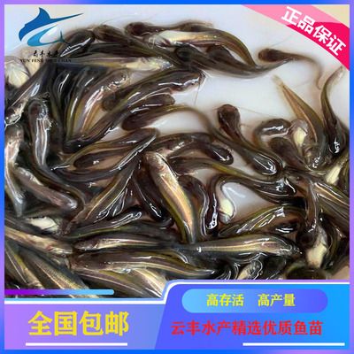 廣東觀賞魚養(yǎng)殖基地有哪些品種（廣東常見的觀賞魚品種） PH調(diào)節(jié)劑 第1張